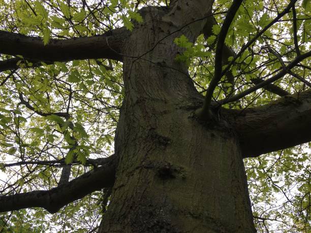 istock Red oak tree at Southernhay Gardens in Exeter - May 2018 966561372