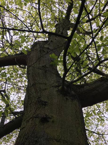 istock Red oak tree at Southernhay Gardens in Exeter - May 2018 966561380