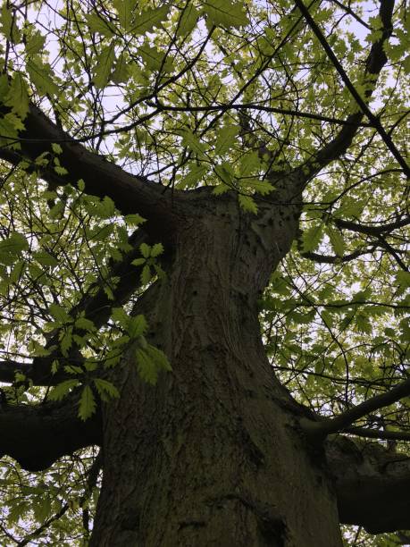 istock Red oak tree at Southernhay Gardens in Exeter - May 2018 966561402