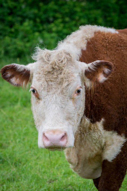 istock cow in the meadow 966561406