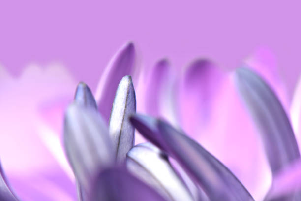A romantic macrophotography abstract soft focus image of the petal tips of a beautiful pink and purple flower.