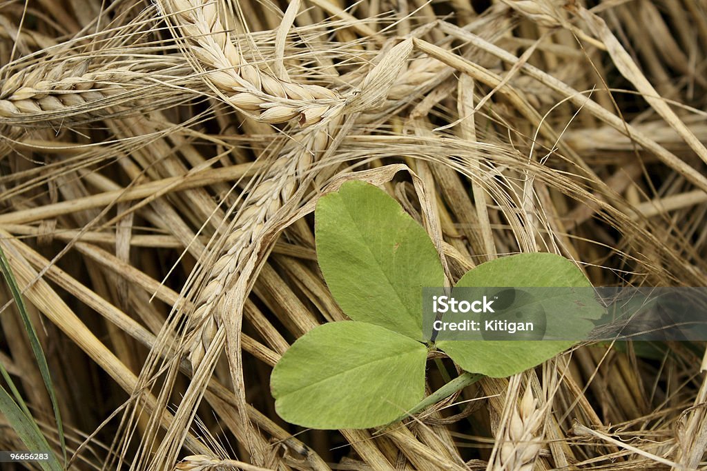 Dry Mowed Gerste und grünen Klee - Lizenzfrei Ausgedörrt Stock-Foto