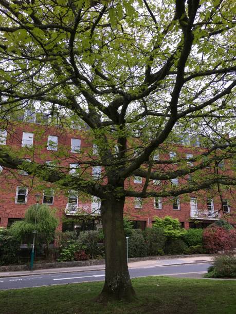 istock Red oak tree at Southernhay Gardens in Exeter - May 2018 966563880