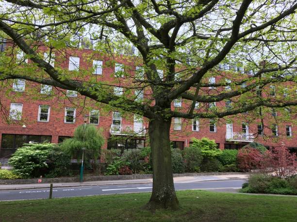 istock Red oak tree at Southernhay Gardens in Exeter - May 2018 966563898