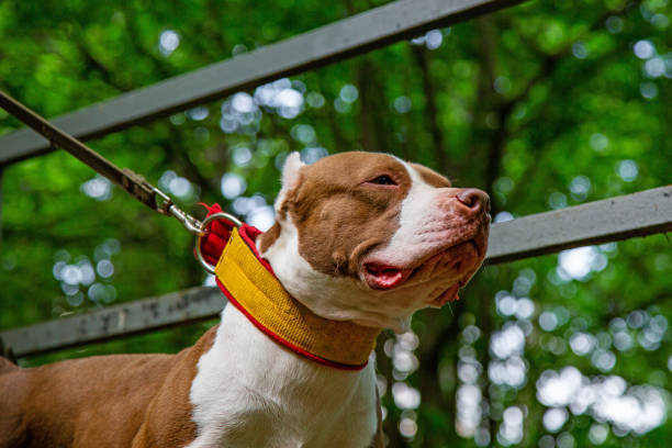 istock dog walking in park in collars on leashes 966564714