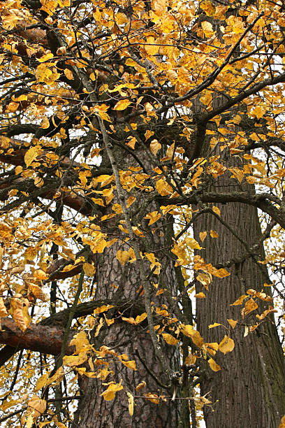 istock Two Autumn Trees with Gold Foliage 96656544