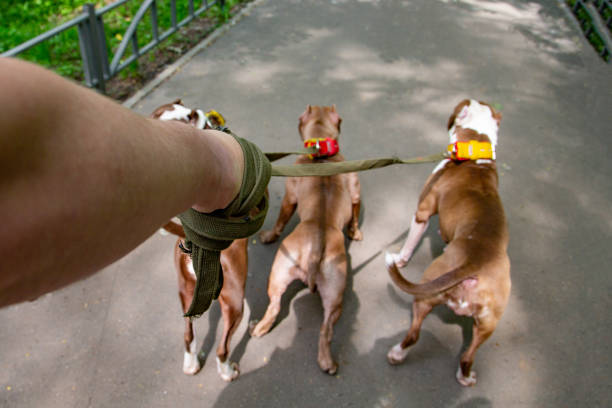 istock man walking dogs in park 966566850