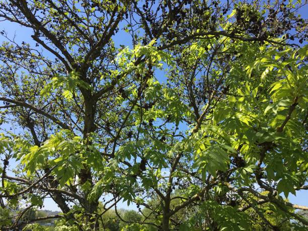 istock Common ash & Common alder trees along the river Exe - May 2018 966567328