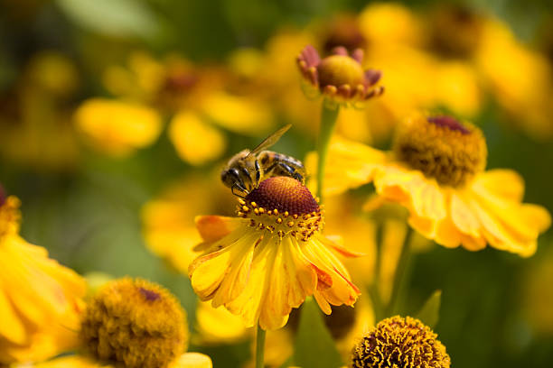 istock Honey Bee Collecting Nectar from Flower 96657185