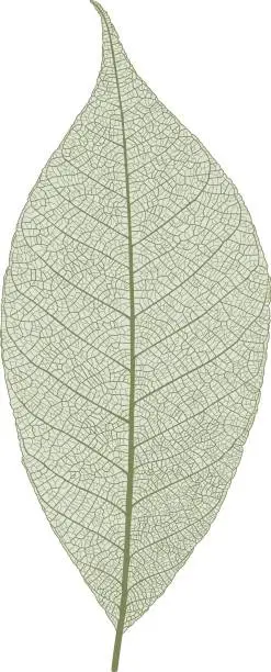 Vector illustration of Leaf macro