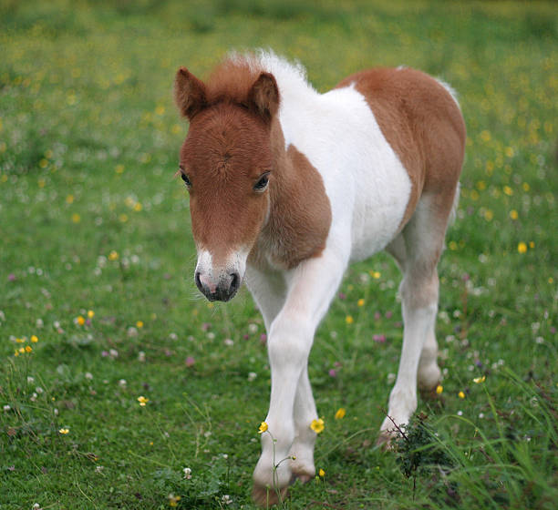 istock New born pony on mid summers day 96657799