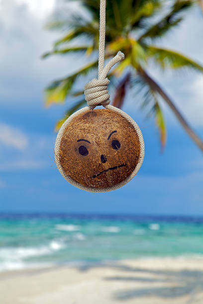 fresh coconut on black background drawing its water, raffia cloth