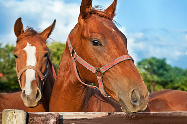 istock Closeup  the head of a horse 96659128