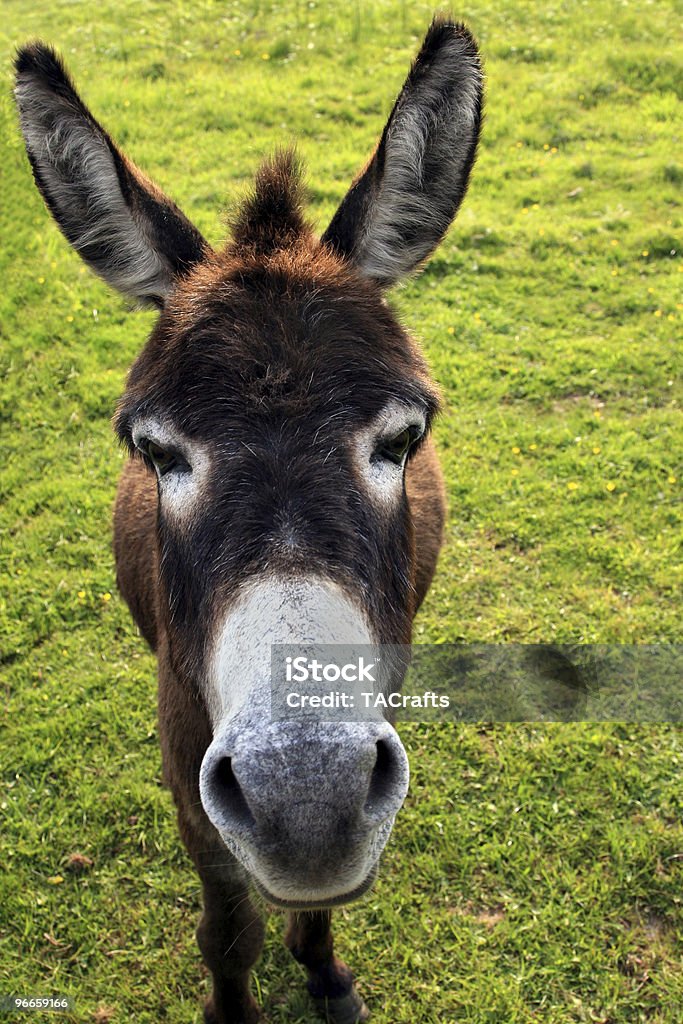 Donkey лицо - Стоковые фото Без людей роялти-фри