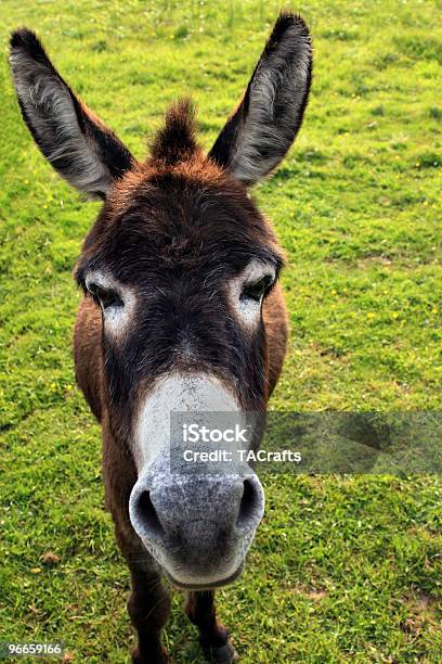 Donkey Лицо — стоковые фотографии и другие картинки Без людей - Без людей, Вертикальный, Дикий осёл - лошадиные