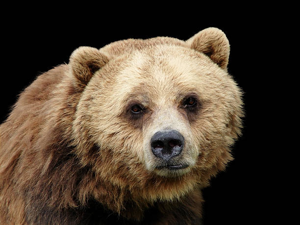 istock Close-up sad Grizzly bear looking at camera isolated on black 96659742