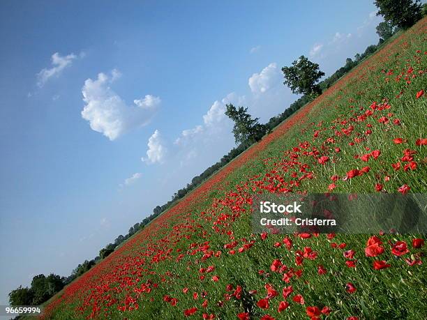 Rojo Poppies Campo Foto de stock y más banco de imágenes de Aire libre - Aire libre, Amapola - Planta, Azul