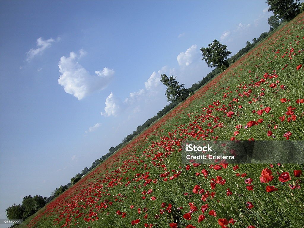 レッド poppies フィールド - カラー画像のロイヤリティフリーストックフォト