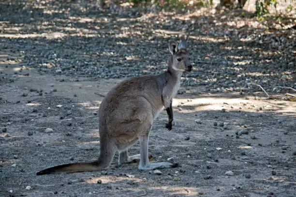 the kangaroo-Island is walking in the shade