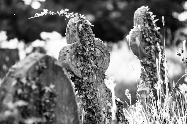 istock Summer plants growing on an old gravestone, and interesting contrast. 966612304