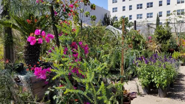istock City garden in Hollywood, CA 966620620