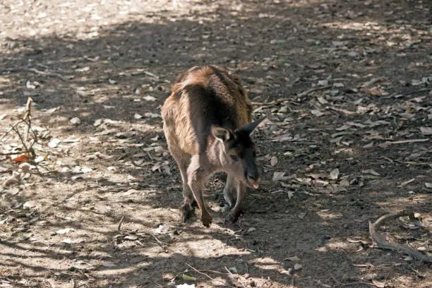 A kangaroo-Island kangaroo is stick out his tongue