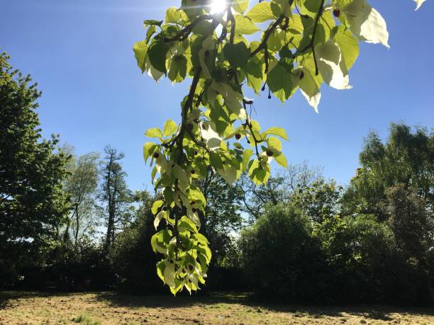 istock Handkerchief tree at Belle Isle park in Exeter - May 2018 966624900