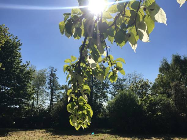 istock Handkerchief tree at Belle Isle park in Exeter - May 2018 966624920