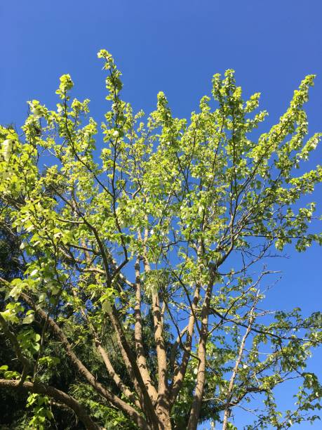 istock Handkerchief tree at Belle Isle park in Exeter - May 2018 966625042