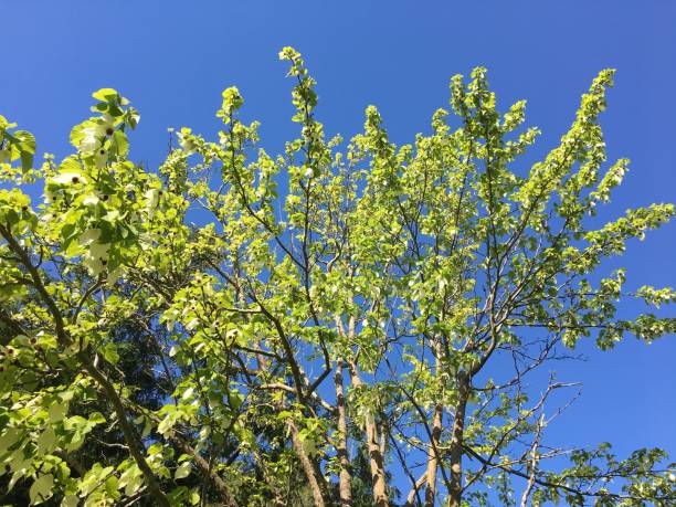 istock Handkerchief tree at Belle Isle park in Exeter - May 2018 966625076