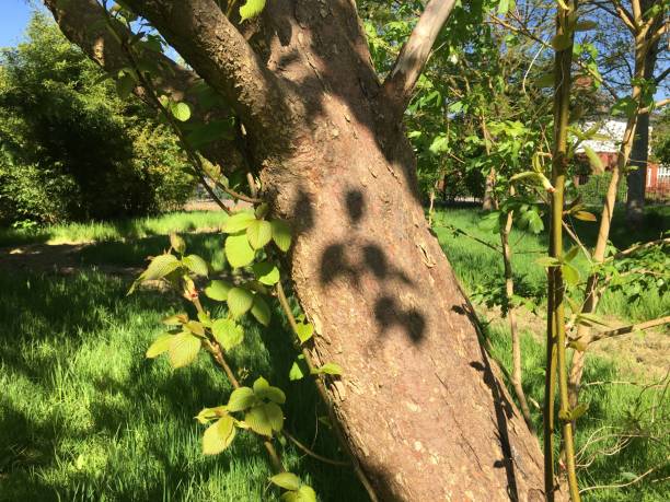 дерево платка в парке belle isle в эксетере - май 2018 - давидия покрывальная стоковые фото и изображения