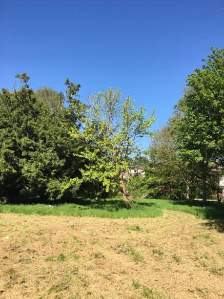 istock Handkerchief tree at Belle Isle park in Exeter - May 2018 966625554