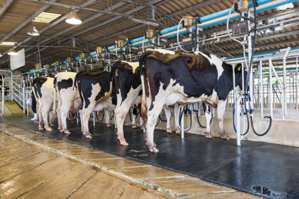 istock Cow milking facility, Milking cow with milking machine modern. 966626452