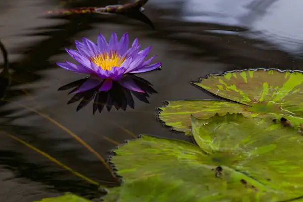 Lotus flower, Japan.