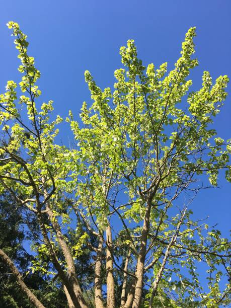 istock Handkerchief tree at Belle Isle park in Exeter - May 2018 966648982