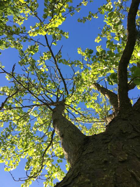 istock Handkerchief tree at Belle Isle park in Exeter - May 2018 966648984