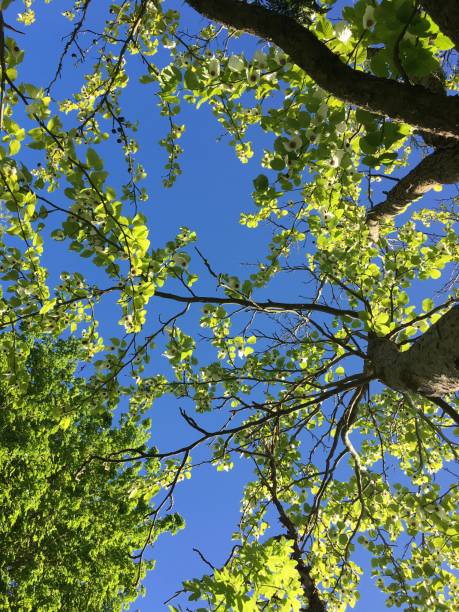 дерево платка в парке belle isle в эксетере - май 2018 - давидия покрывальная стоковые фото и изображения