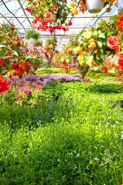 istock Inside a Colourful Flower Greenhouse 966649120