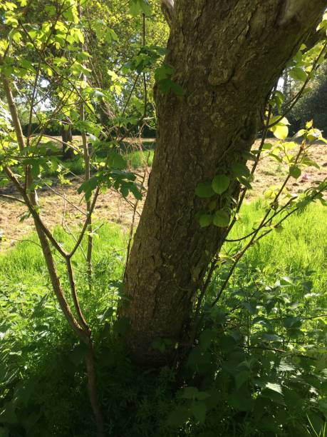 istock Handkerchief tree at Belle Isle park in Exeter - May 2018 966649150
