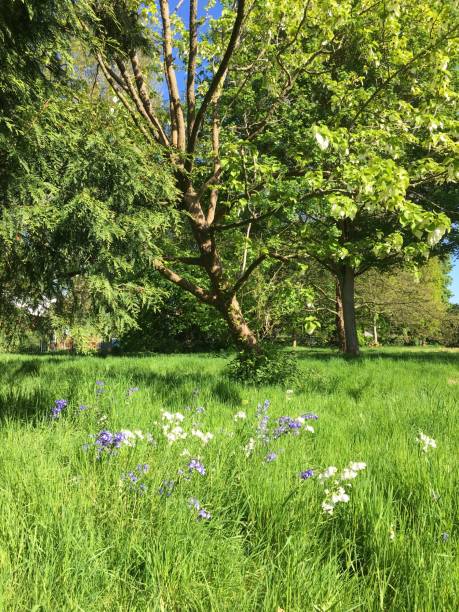 istock Handkerchief tree at Belle Isle park in Exeter - May 2018 966649254