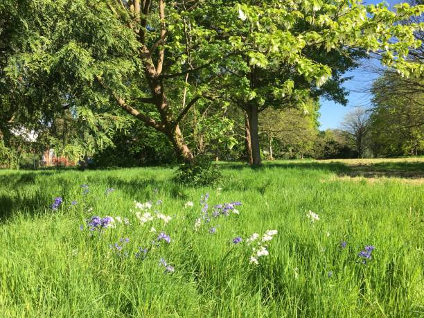 istock Handkerchief tree at Belle Isle park in Exeter - May 2018 966649324