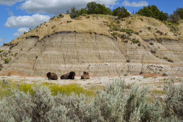istock Bison in Theodore Roosevelt National Park 966652164