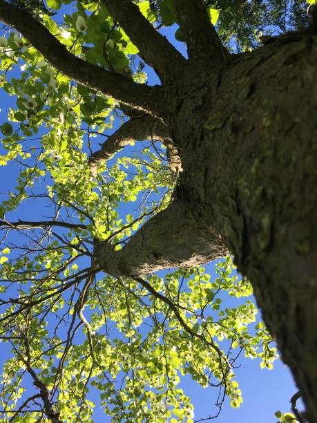 istock Handkerchief tree at Belle Isle park in Exeter - May 2018 966654716