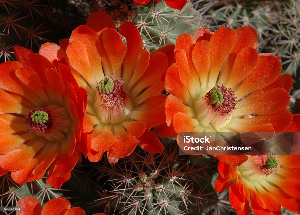 Cactus de flor - Foto de stock de Aire libre libre de derechos