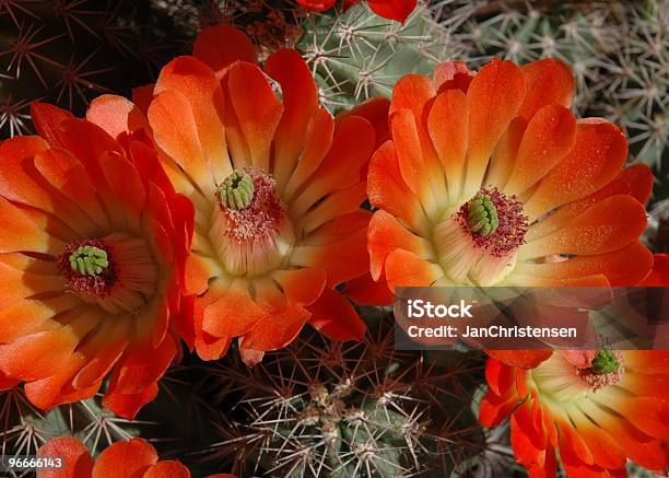 Kaktus Kwiat - zdjęcia stockowe i więcej obrazów Bez ludzi - Bez ludzi, Czerwony, Dziki kwiat