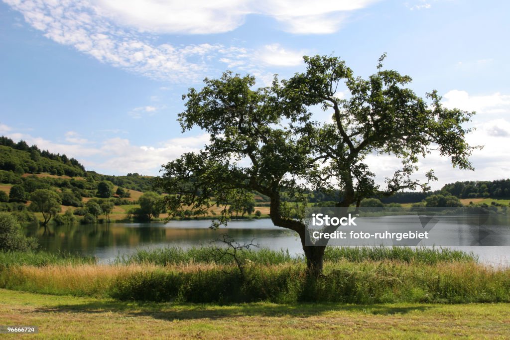 Herzbaum - Foto stock royalty-free di Acqua