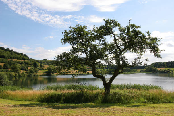 herzbaum - lake volcano volcanic crater riverbank zdjęcia i obrazy z banku zdjęć