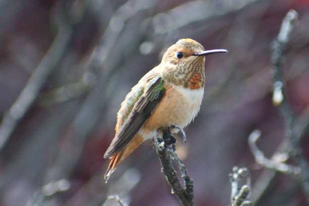 istock Hummingbird Perched - California's Pacific Coast 966674154