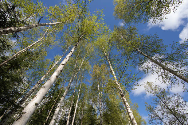 guardando gli alberi di betulla - betula papyrifera foto e immagini stock