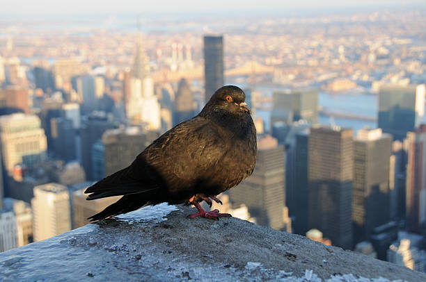 istock Dove sitting on building high above Manhattan 96668154